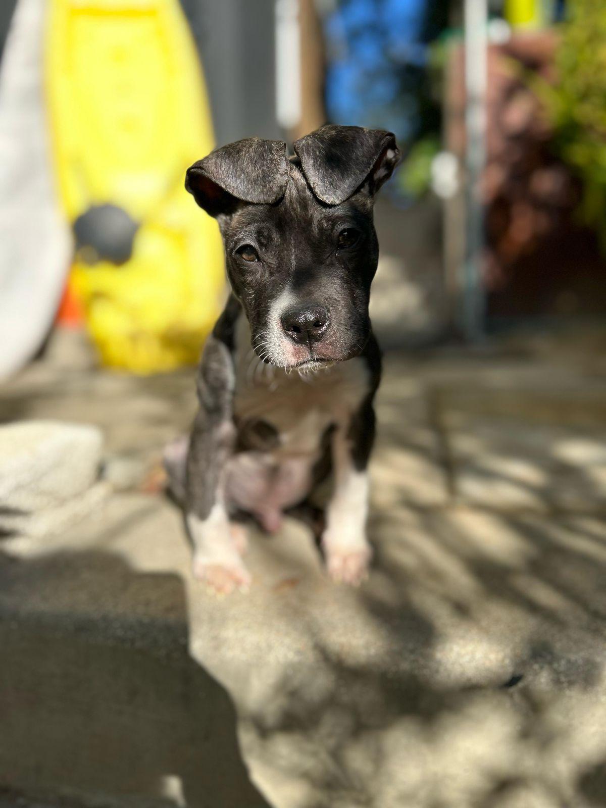 Enlarge Bino, a ADOPTABLE mixed breed in Los Angeles, CA image 3/5