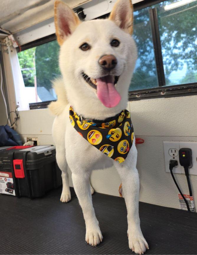 Enlarge Ghost, a ADOPTABLE Shiba Inu in Toms River, NJ image 4/4