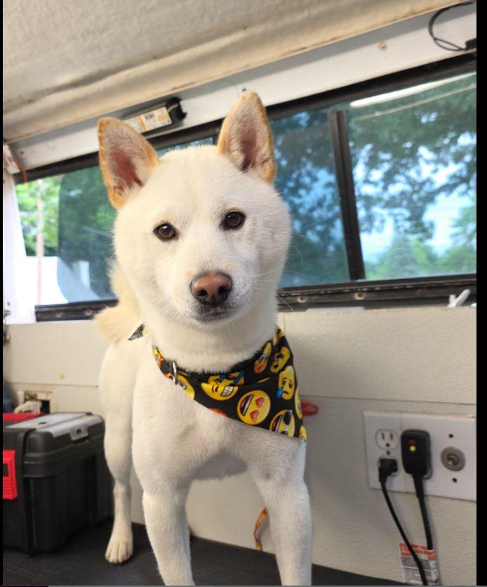 Enlarge Ghost, a ADOPTABLE Shiba Inu in Toms River, NJ image 3/4