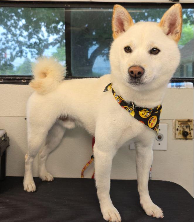 Enlarge Ghost, a ADOPTABLE Shiba Inu in Toms River, NJ image 1/4