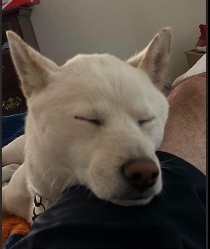 Enlarge Ghost, a ADOPTABLE Shiba Inu in Toms River, NJ image 2/4