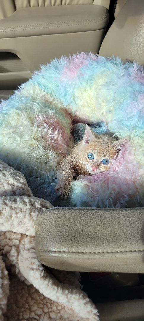 Pumpkin, Adopted, Kitten Female Domestic Long Hair.