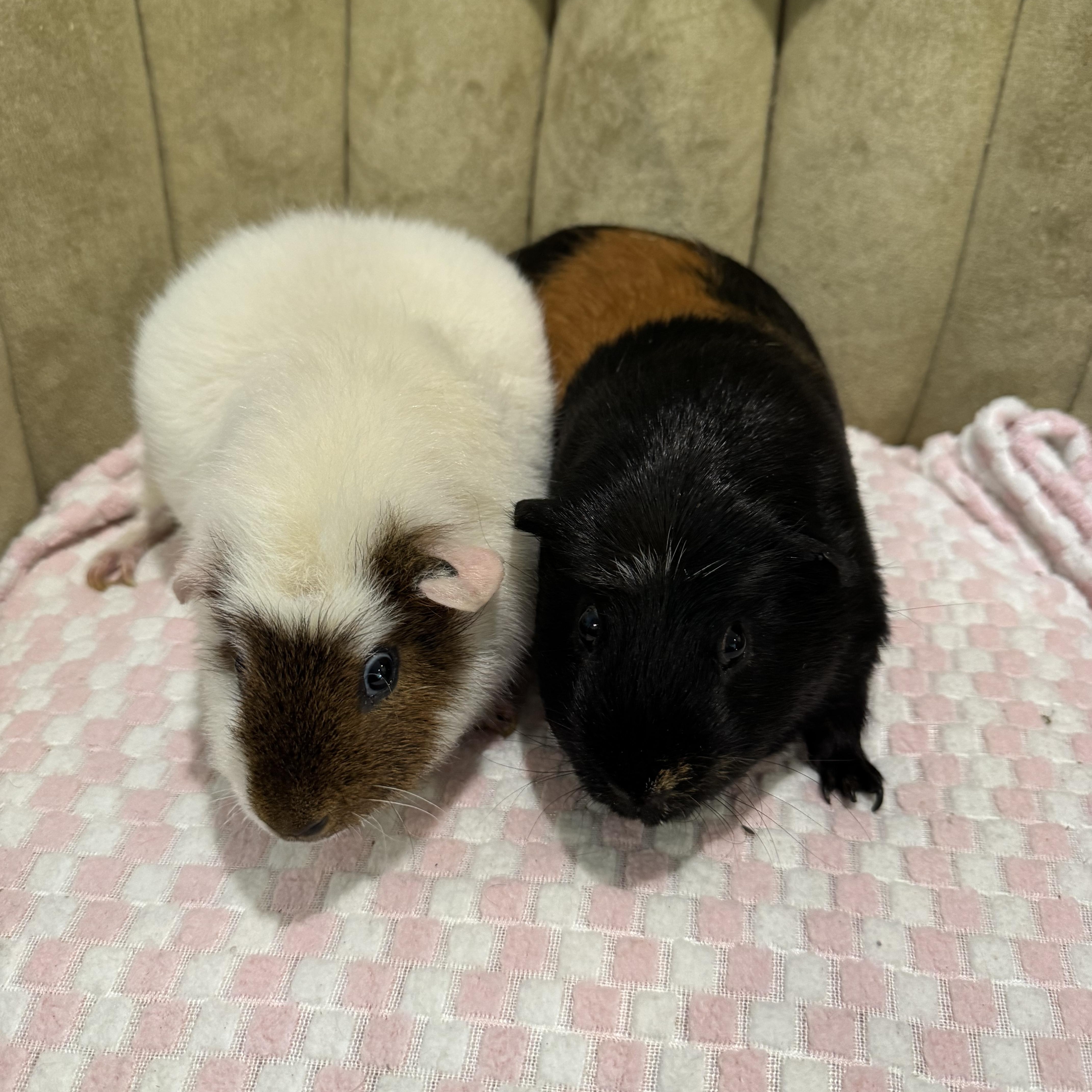 Enlarge Gunner and Griffin, an adoptable Teddy in Walnut Grove, CA image 2/2