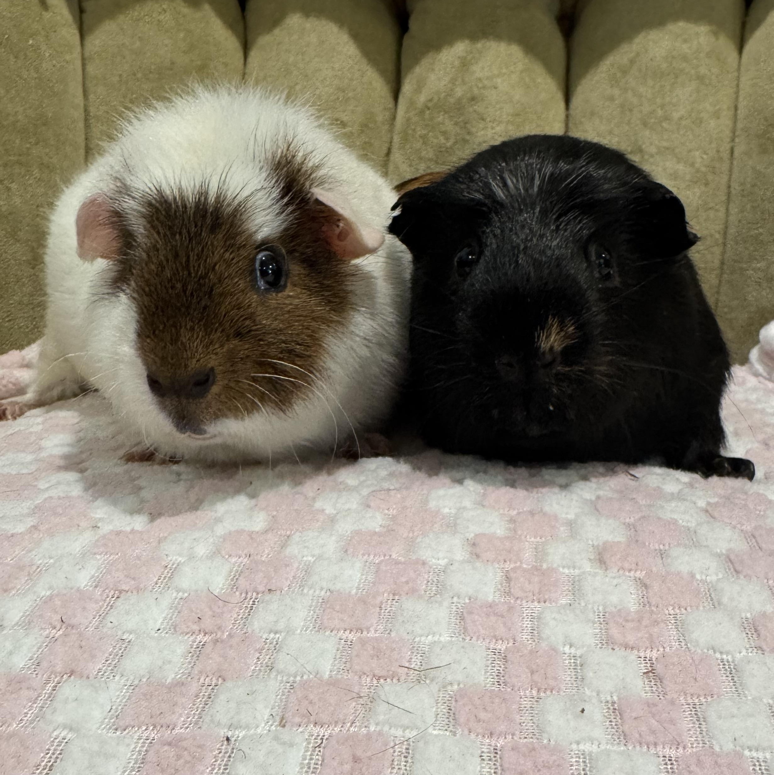 Gunner and Griffin, adoptable, Adult Male Teddy.