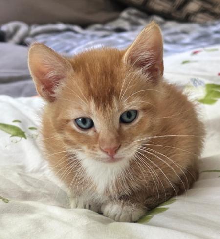 Shakespeare & Co: Puck, a Adopted mixed breed in Warren, CT image 2/2