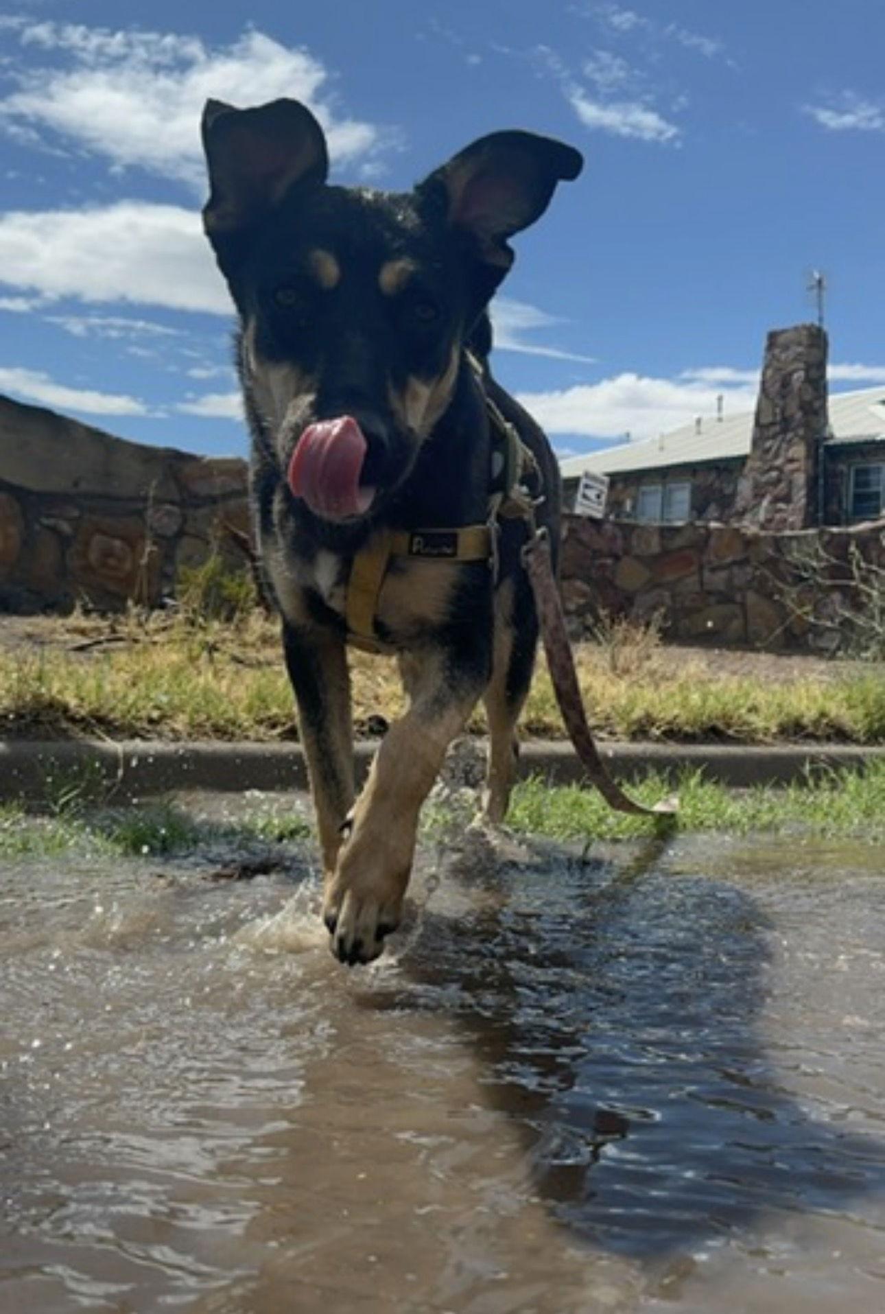 Enlarge Pink, a Adoptable mixed breed in Williamsburg, NM image 1/3