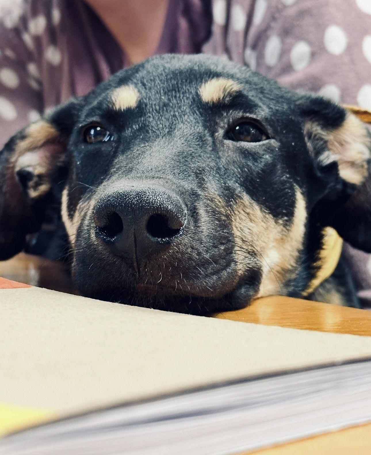 Enlarge Pink, a Adoptable mixed breed in Williamsburg, NM image 2/3