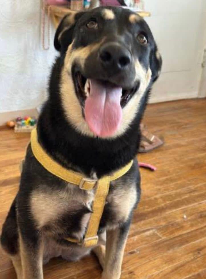 Enlarge Pink, a Adoptable mixed breed in Williamsburg, NM image 3/3