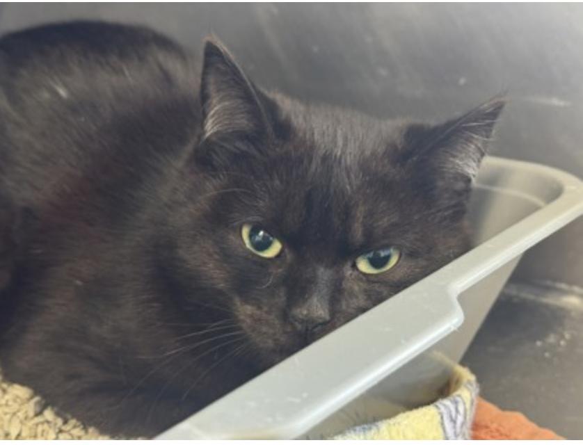 Enlarge Minorca, an adopted mixed breed in Marshall, NC image 1/1