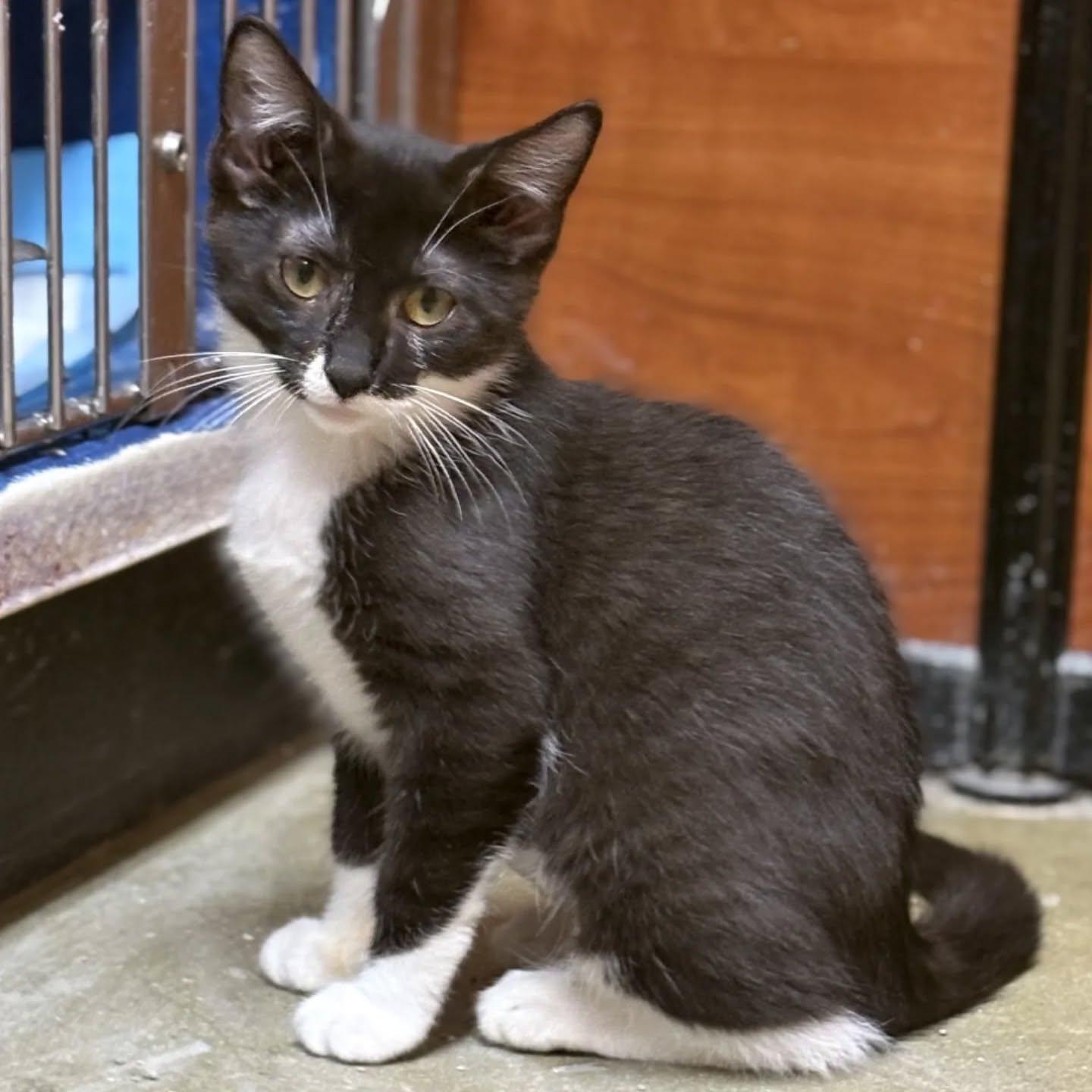 Oreo Cookie Babies, Adoptable, Kitten Male Tuxedo.