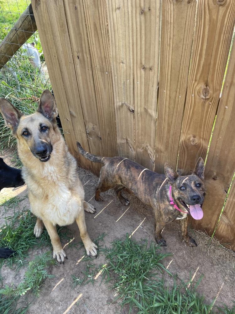 Summer, Adoptable, Adult Female German Shepherd Dog & Terrier.