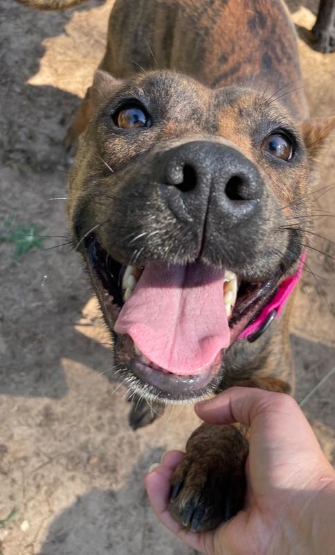 Summer, Adoptable, Adult Female German Shepherd Dog & Terrier.