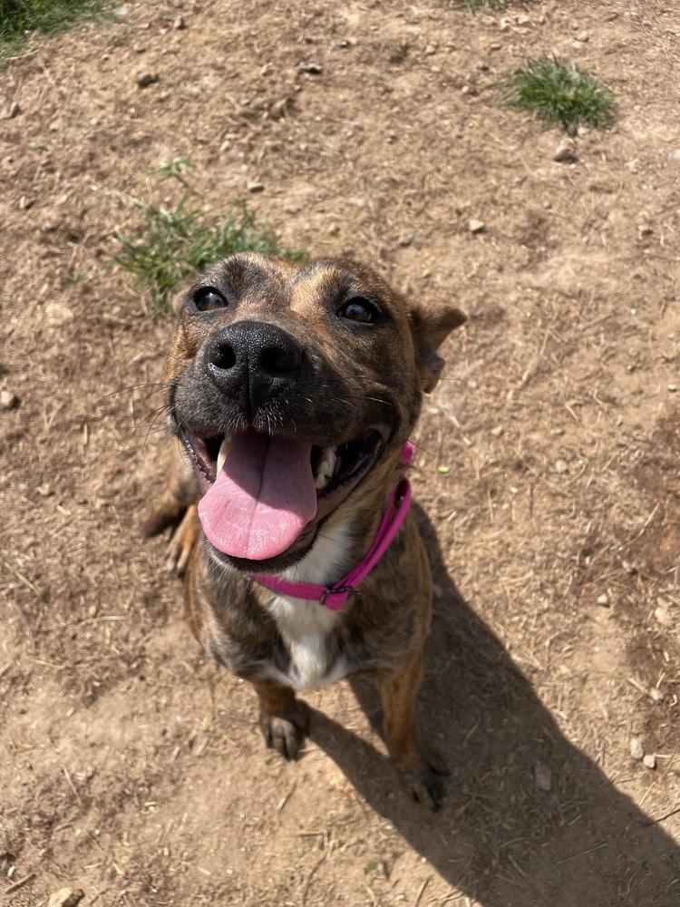 Enlarge Summer, a Adoptable mixed breed in Newnan, GA image 4/6