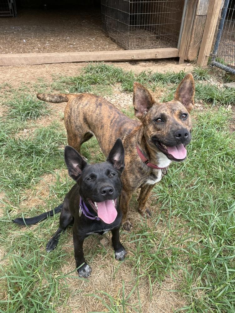 Enlarge Summer, a Adoptable mixed breed in Newnan, GA image 2/6