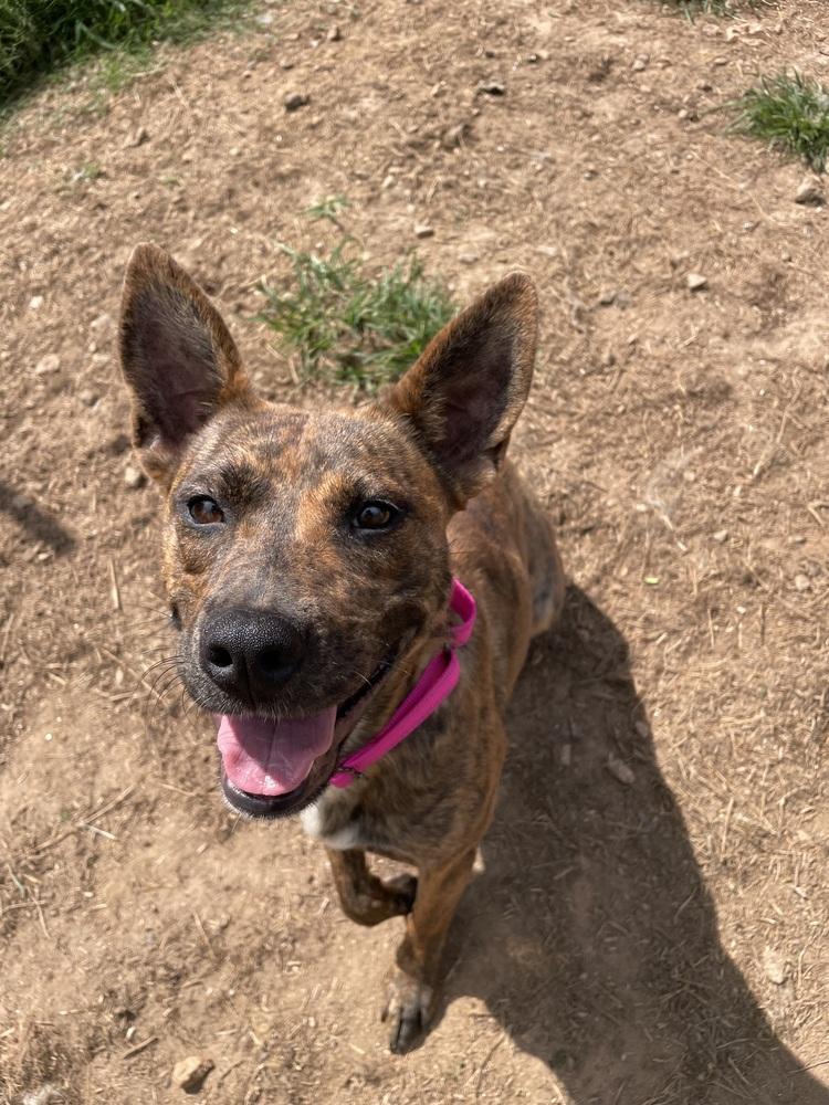 Enlarge Summer, a Adoptable mixed breed in Newnan, GA image 5/6