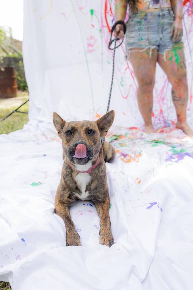 Enlarge Summer, a Adoptable mixed breed in Newnan, GA image 4/6