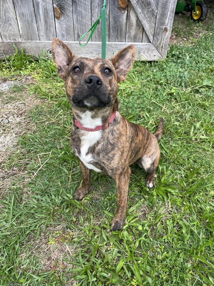 Enlarge Summer, a Adoptable mixed breed in Newnan, GA image 5/6