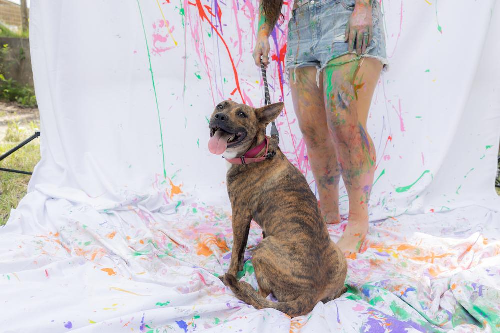 Enlarge Summer, a Adoptable mixed breed in Newnan, GA image 6/6