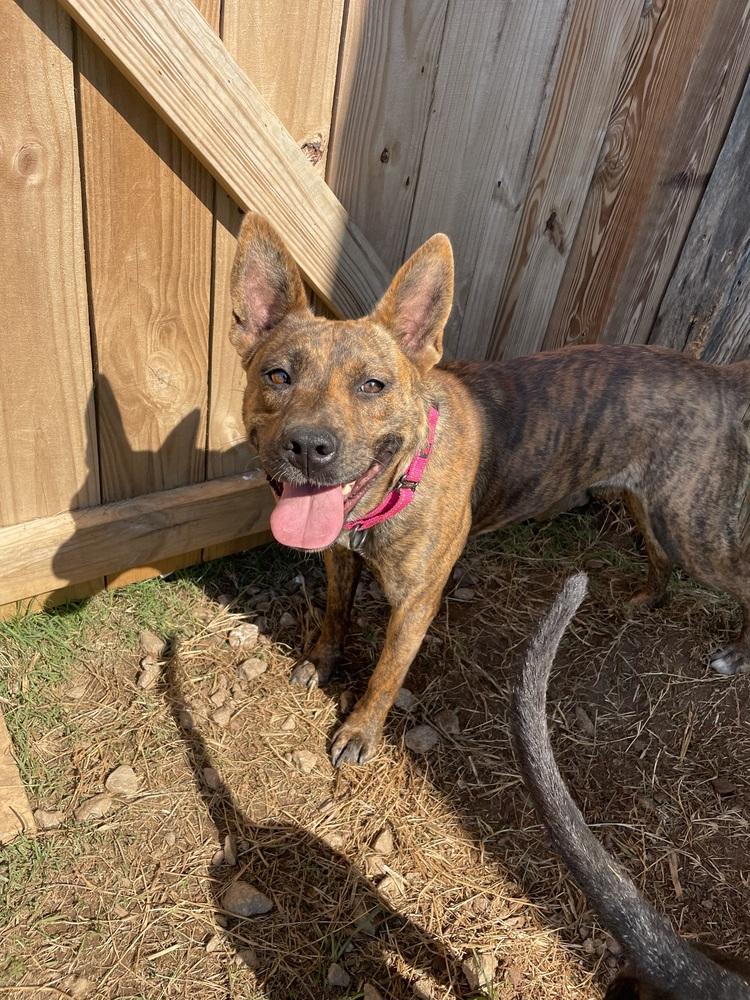 Enlarge Summer, a Adoptable mixed breed in Newnan, GA image 6/6