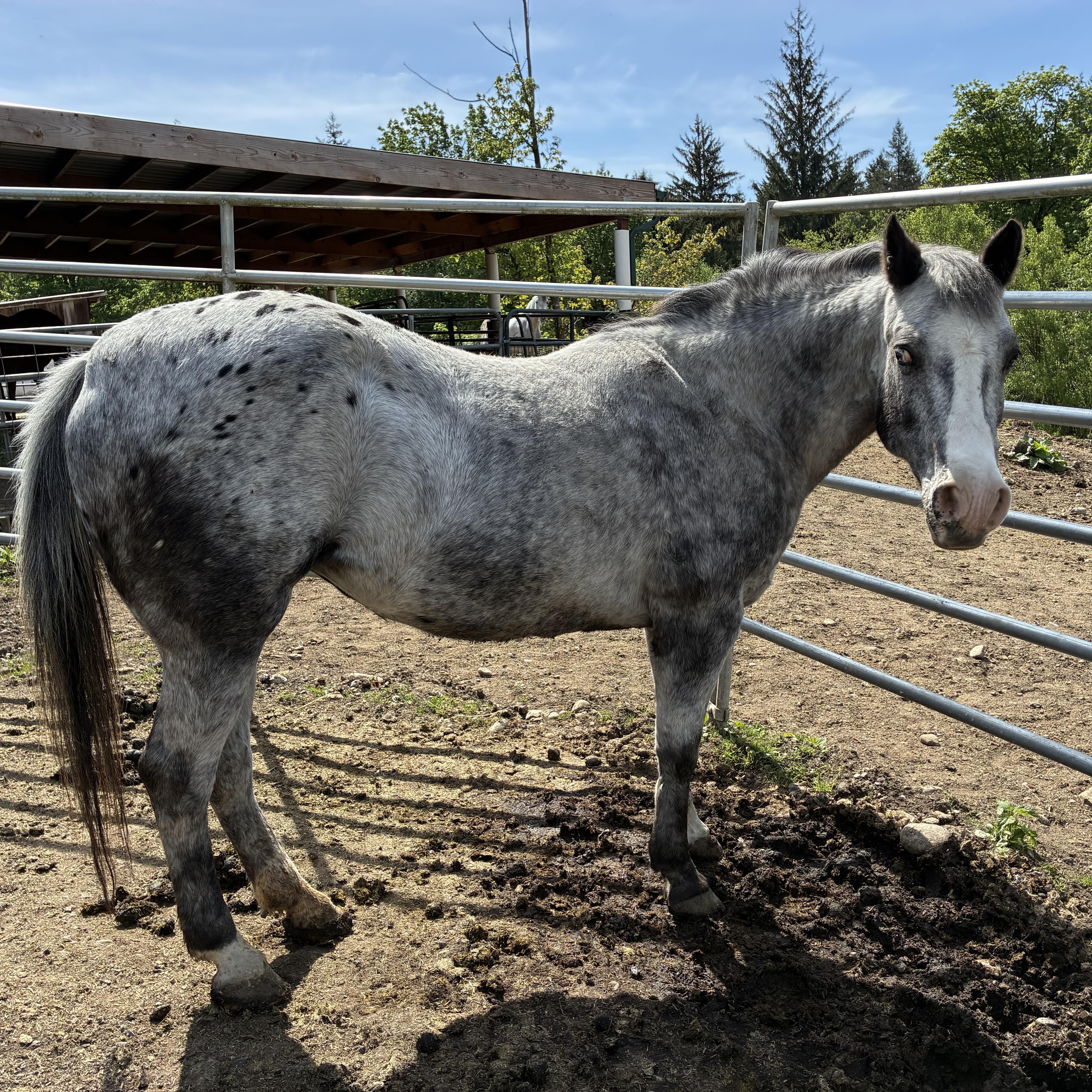 Apple, Adult Female unknown