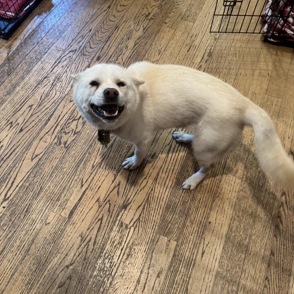 Enlarge Haetban, a Adoptable Jindo in Northbrook, IL image 1/6