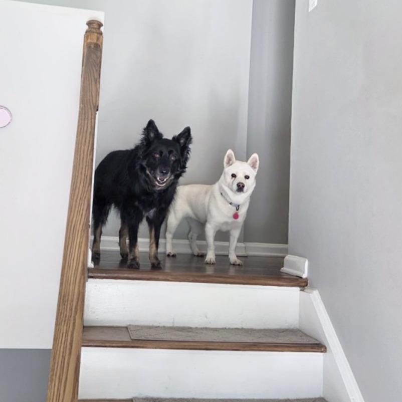 Enlarge Haetban, a Adoptable Jindo in Northbrook, IL image 2/6