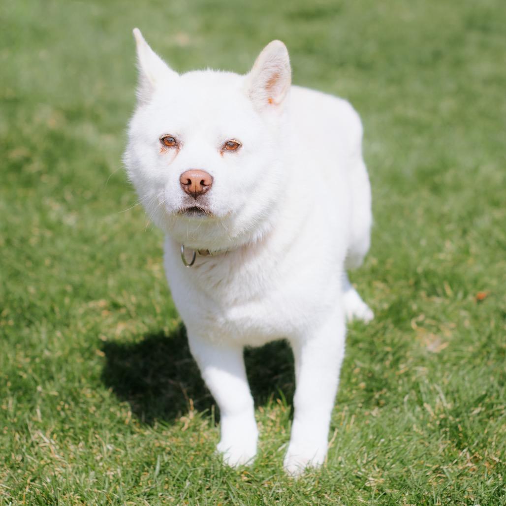 Enlarge Haetban, a Adoptable Jindo in Northbrook, IL image 3/6