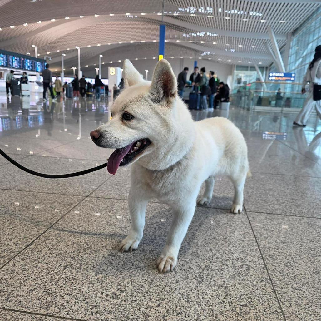 Enlarge Haetban, a Adoptable Jindo in Northbrook, IL image 4/6