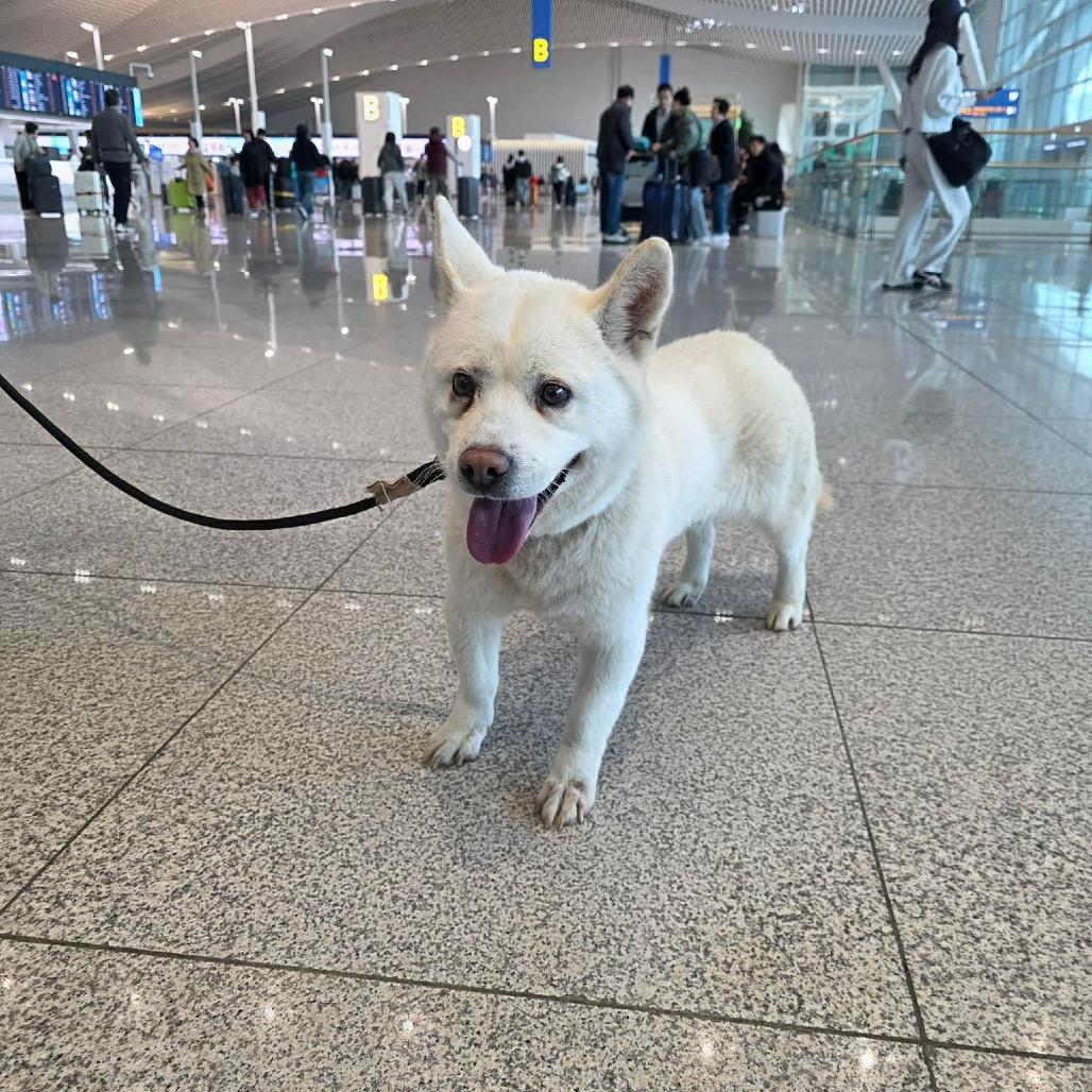 Enlarge Haetban, a Adoptable Jindo in Northbrook, IL image 5/6