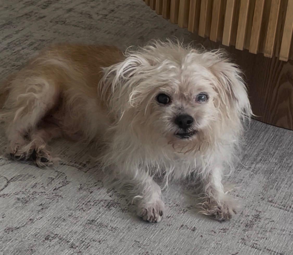 Enlarge Fetty, a ADOPTABLE mixed breed in Monroe, NC image 5/5