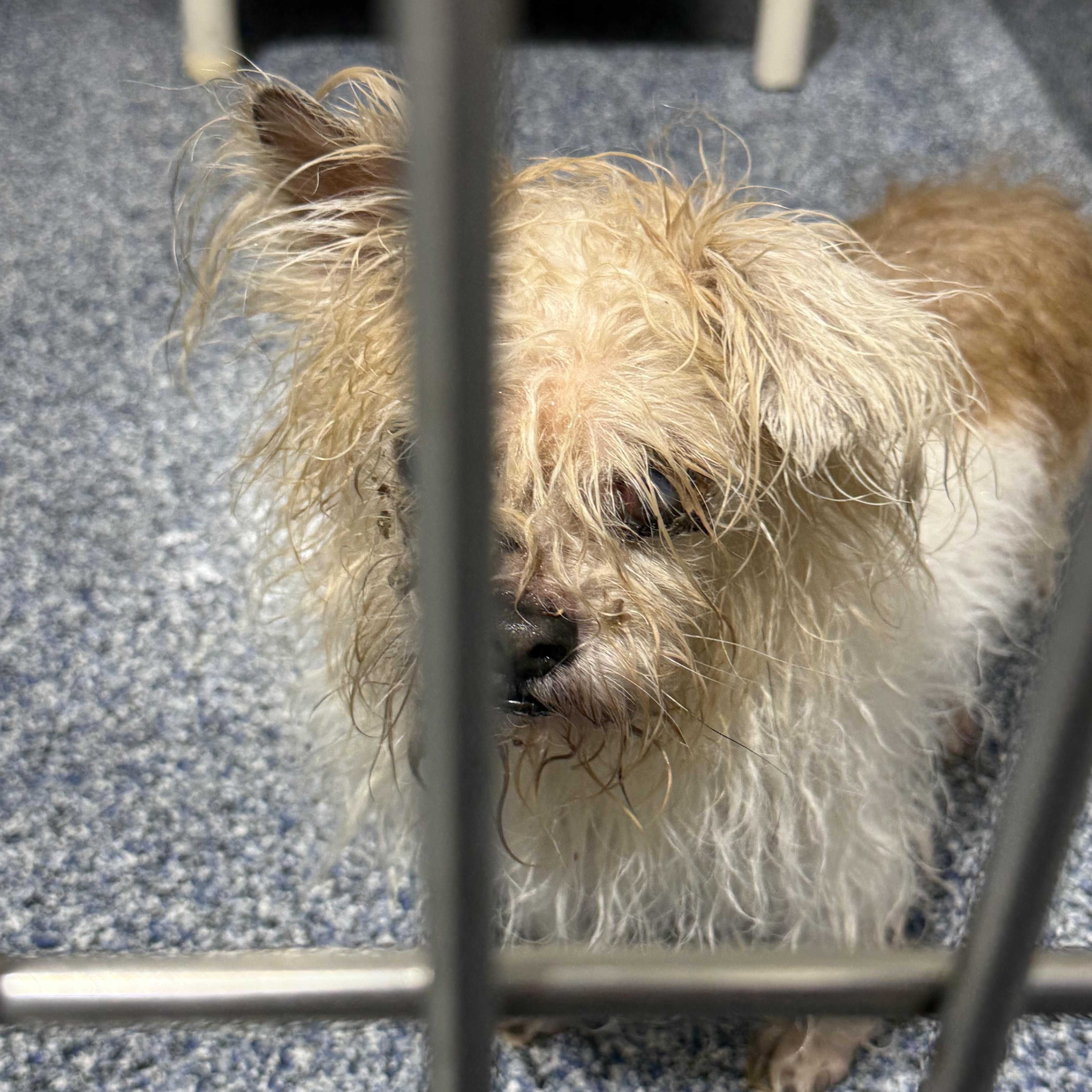 Enlarge Fetty, a ADOPTABLE mixed breed in Monroe, NC image 4/5