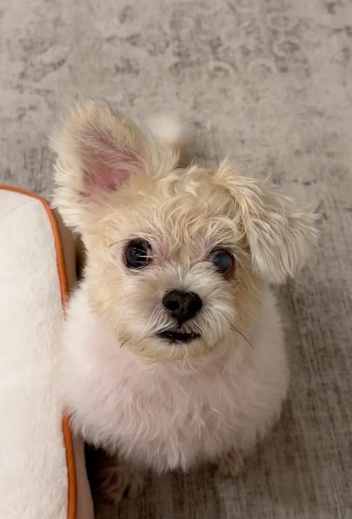 Fetty, a ADOPTABLE mixed breed in Monroe, NC image 2/4