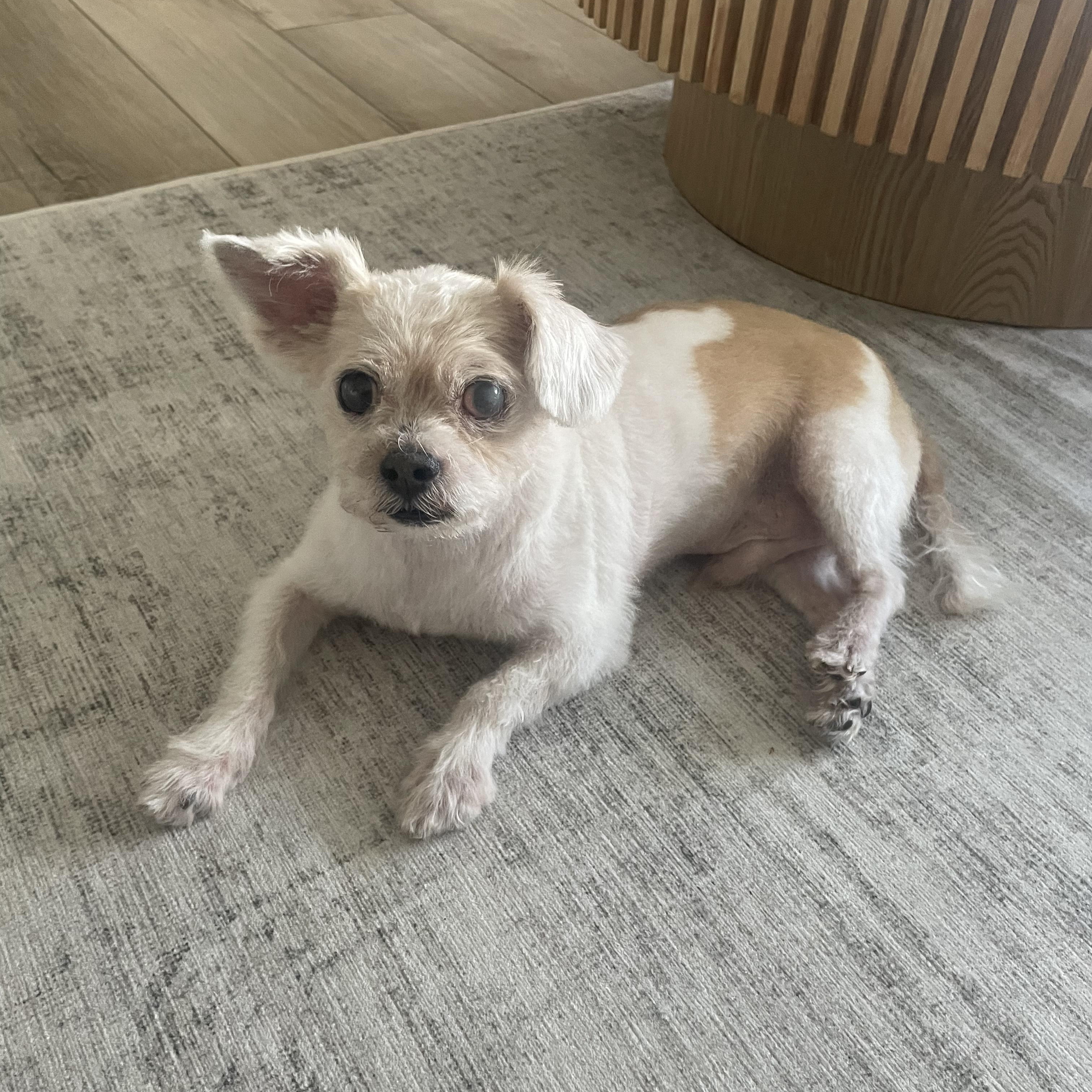 Fetty, ADOPTABLE, Senior Male Lhasa Apso & Terrier.
