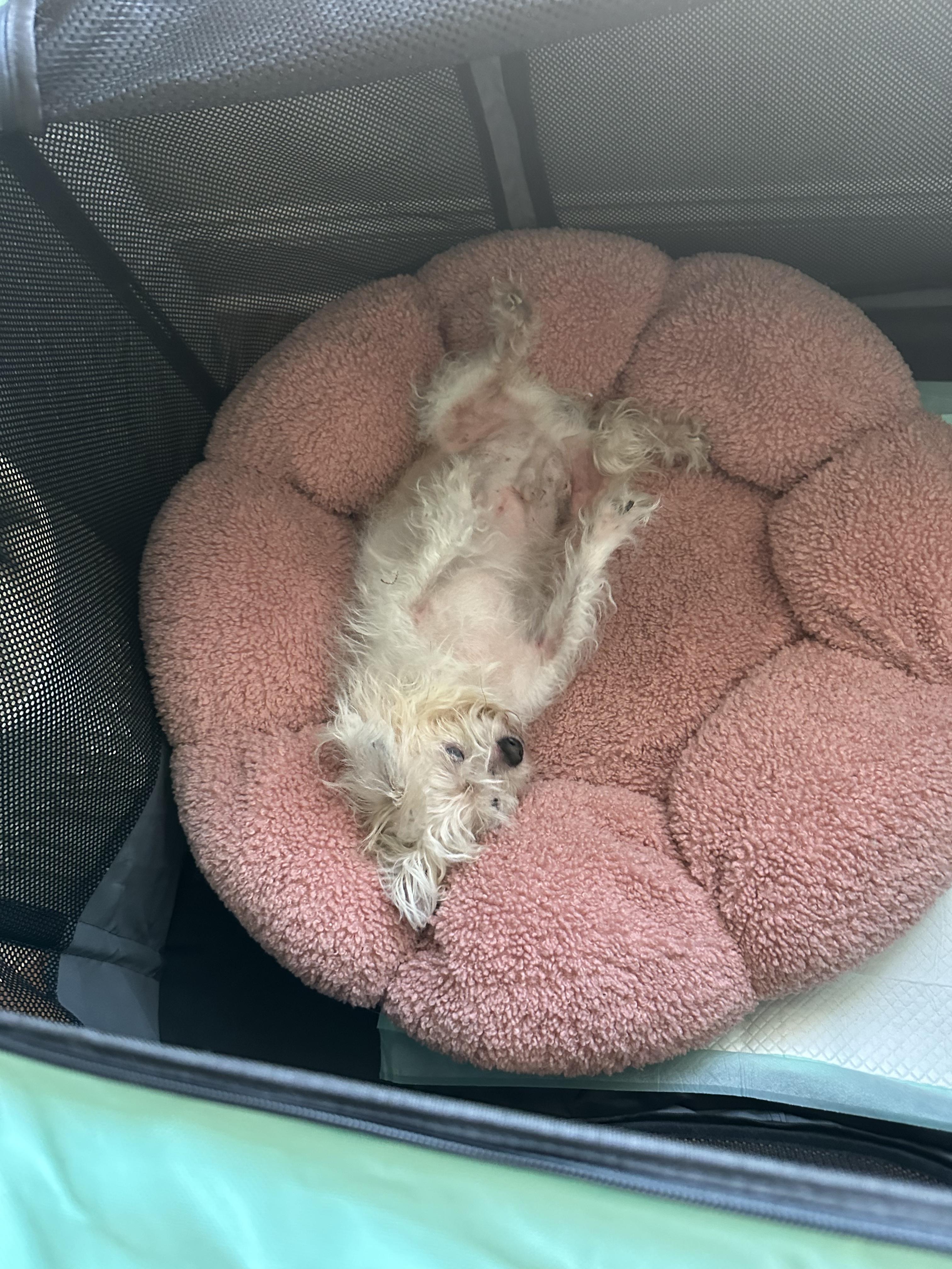 Enlarge Fetty, a ADOPTABLE mixed breed in Monroe, NC image 3/5