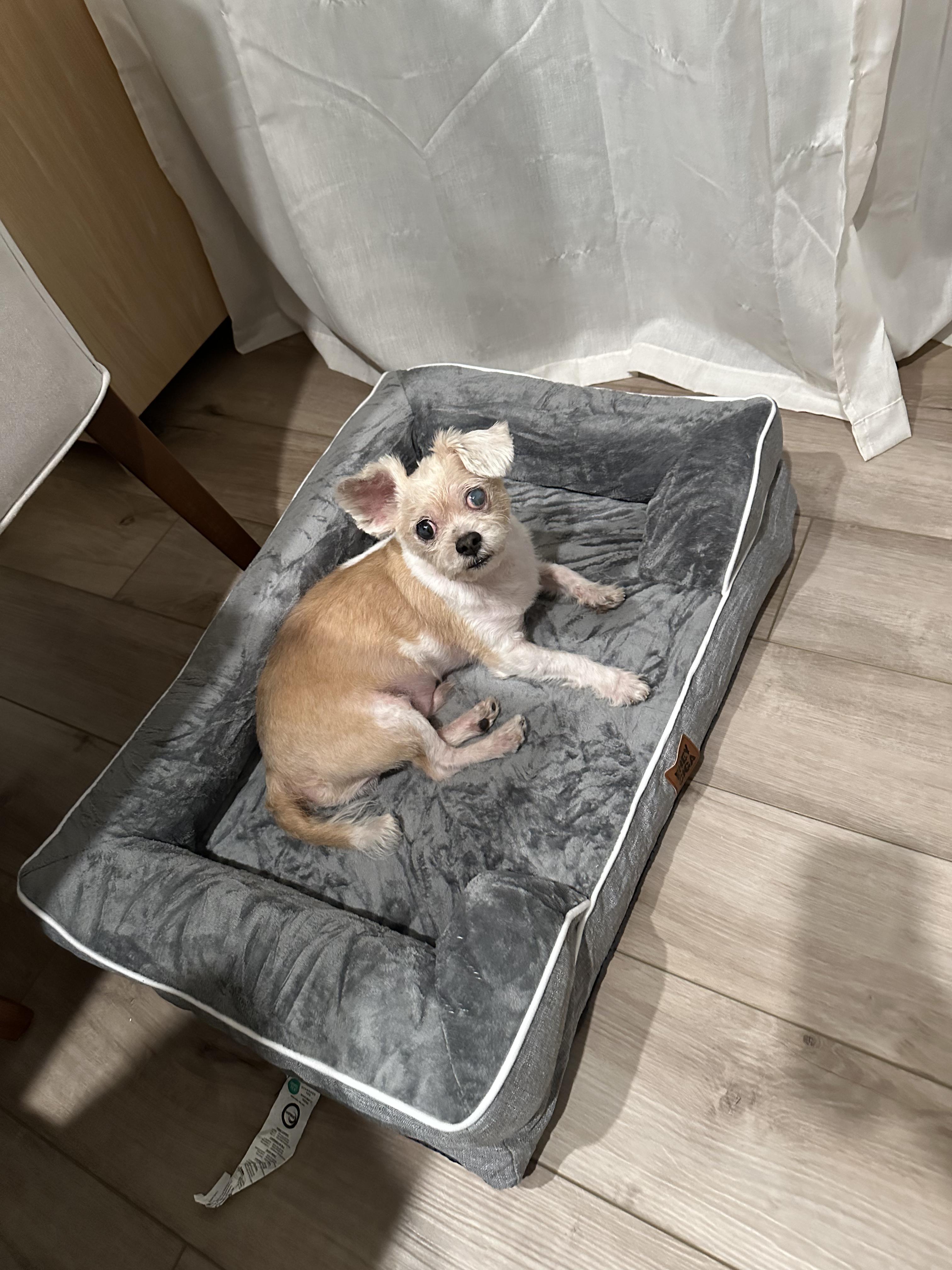 Enlarge Fetty, a ADOPTABLE mixed breed in Monroe, NC image 2/5