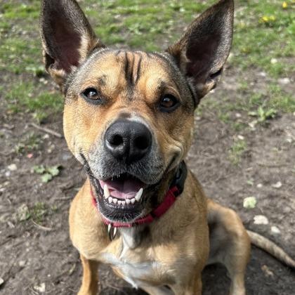 Auto, a Adoptable mixed breed in Indianapolis, IN image 1/6
