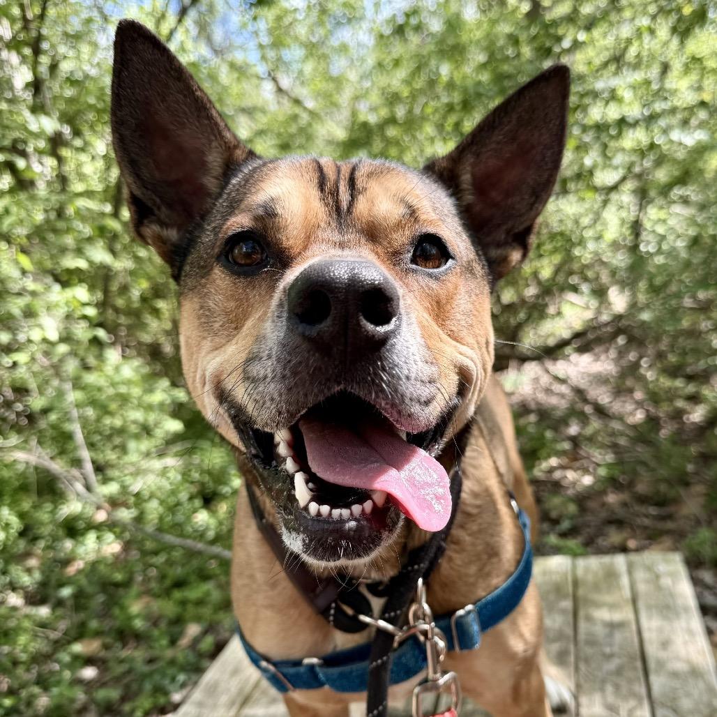 Auto, a Adoptable mixed breed in Indianapolis, IN image 2/6
