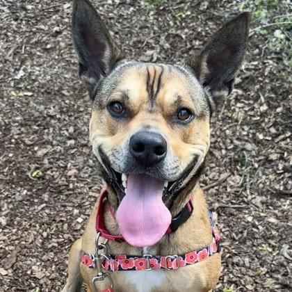Auto, a Adoptable mixed breed in Indianapolis, IN image 3/6
