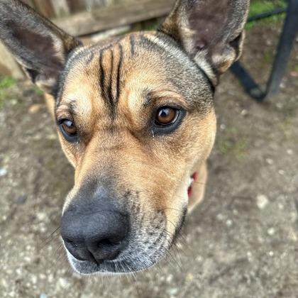 Auto, a Adoptable mixed breed in Indianapolis, IN image 4/6