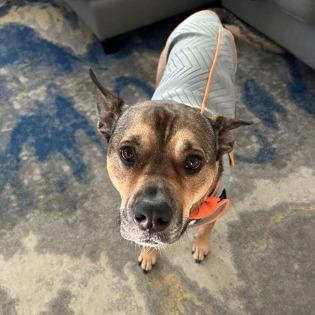 Auto, a Adoptable mixed breed in Indianapolis, IN image 5/6