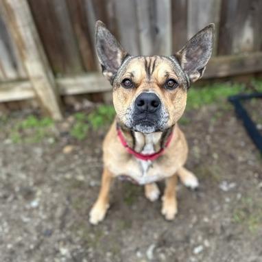 Auto, a Adoptable mixed breed in Indianapolis, IN image 6/6