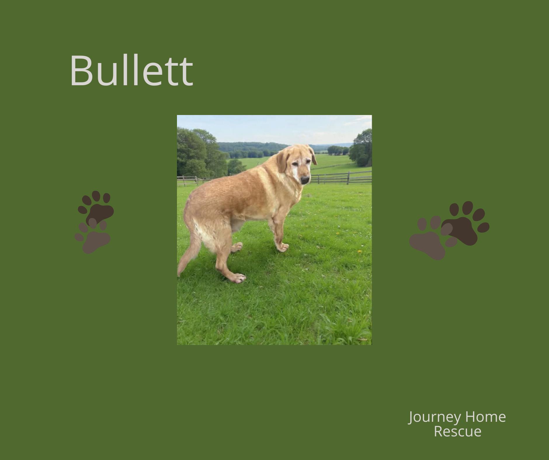 Bullett, adopted, Senior Male Labrador Retriever.