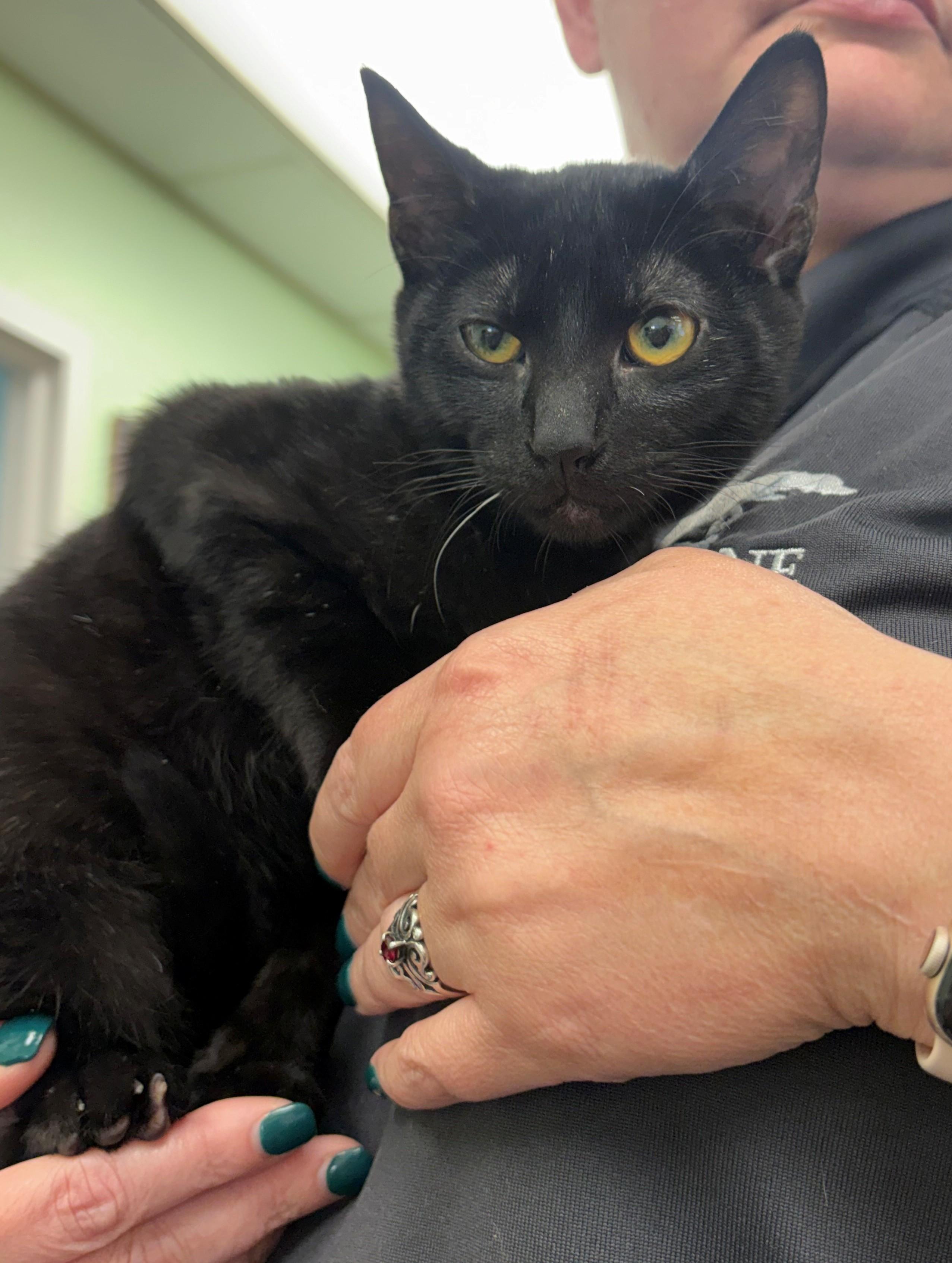 Enlarge George, a Adopted mixed breed in Cleburne, TX image 1/1