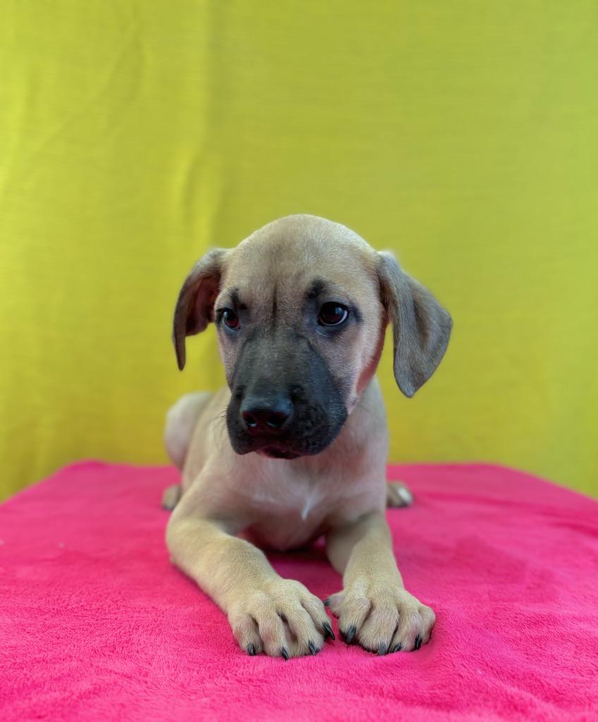 Toaster, Adoptable, Puppy Male Black Mouth Cur.