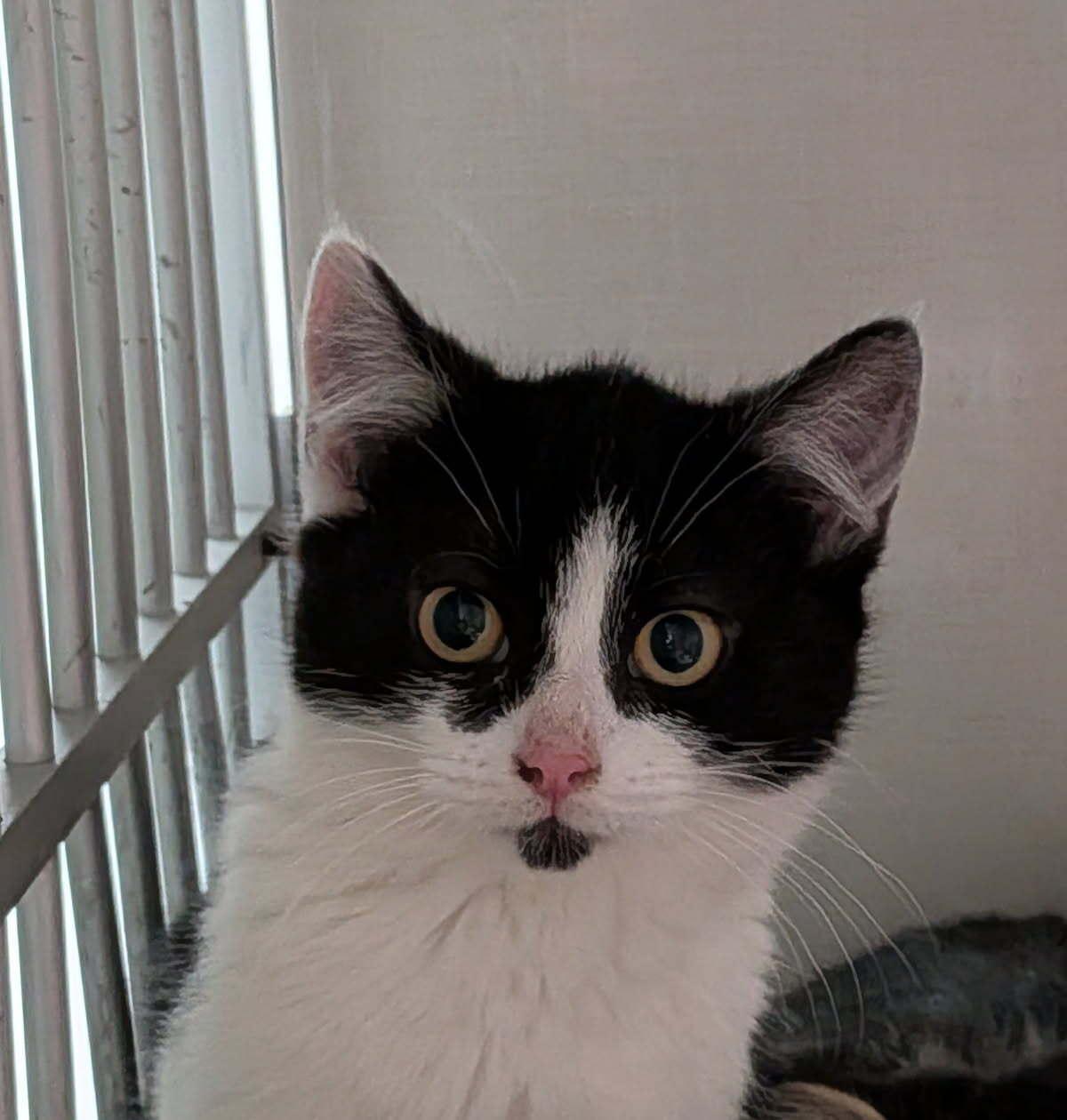 All Dressed, ADOPTABLE, Young Male Domestic Short Hair.