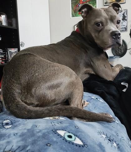 Buddy, Adoptable, Adult Male Mixed Breed & Mixed Breed.