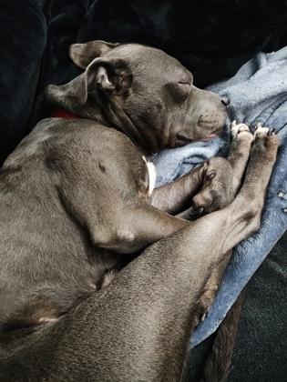 Buddy, a Adoptable mixed breed in Fallston, MD image 3/3