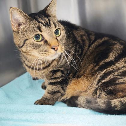 Enlarge Cuddles, a Adoptable mixed breed in Voorhees, NJ image 1/1