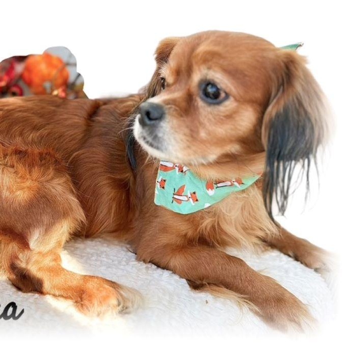 Enlarge Bazooka, an adopted mixed breed in Tulsa, OK image 4/5