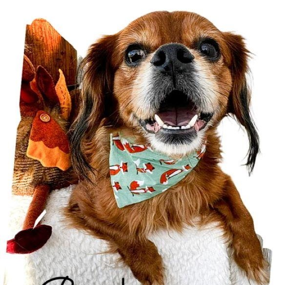 Enlarge Bazooka, an adopted mixed breed in Tulsa, OK image 5/5